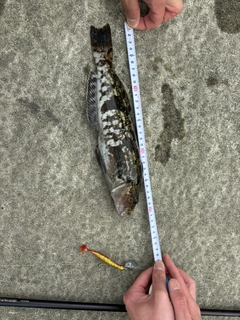 アイナメの釣果
