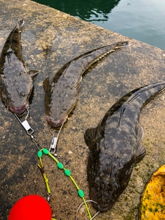 マゴチの釣果