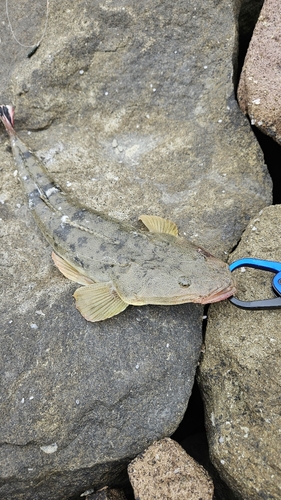 マゴチの釣果