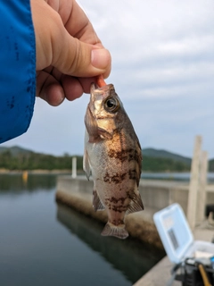 シロメバルの釣果