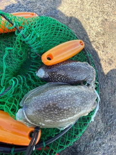 シリヤケイカの釣果