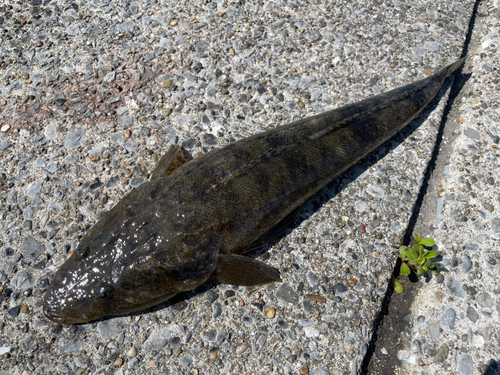 マゴチの釣果