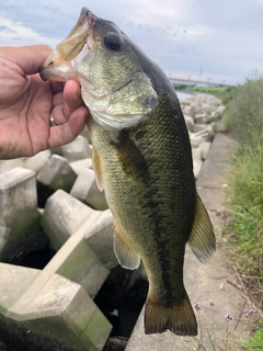 ラージマウスバスの釣果