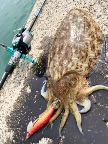 モンゴウイカの釣果