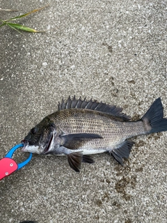 クロダイの釣果