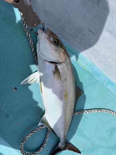 カンパチの釣果