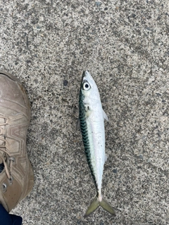 サバの釣果