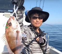 マダイの釣果