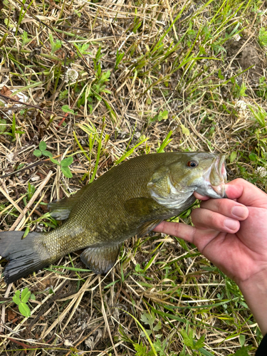 スモールマウスバスの釣果