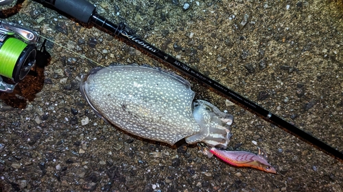 シリヤケイカの釣果