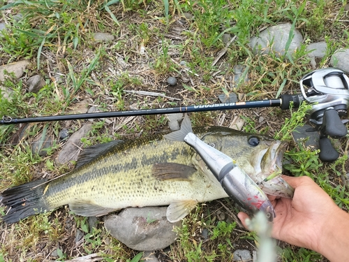 ブラックバスの釣果