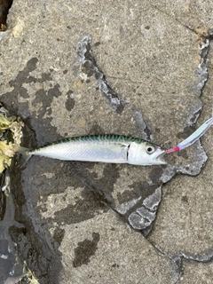 サバの釣果