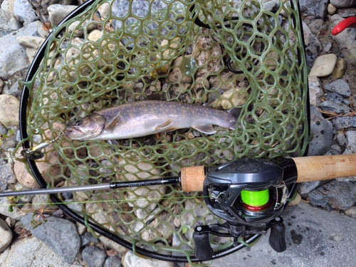 イワナの釣果