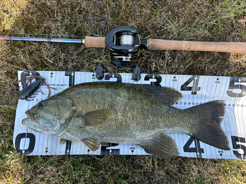 ブラックバスの釣果