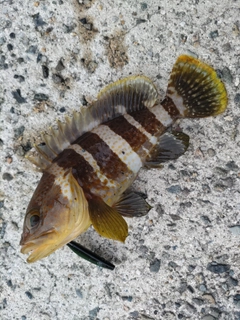 アオハタの釣果