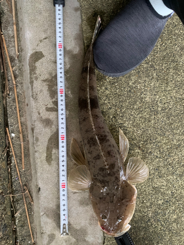 マゴチの釣果