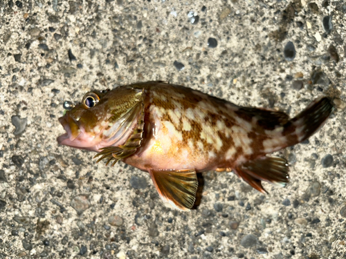 カサゴの釣果