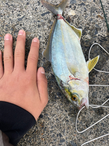 ショゴの釣果