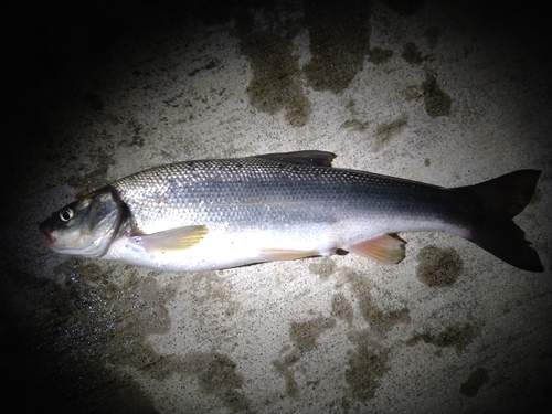 ウグイの釣果