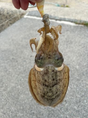 コウイカの釣果