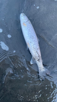 アメマスの釣果