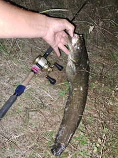 マナマズの釣果