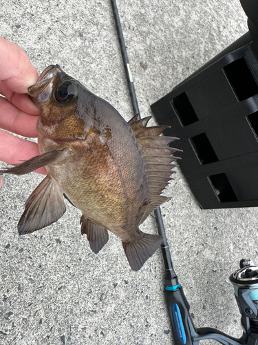 メバルの釣果