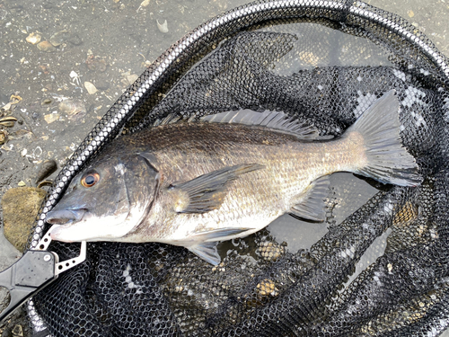 クロダイの釣果