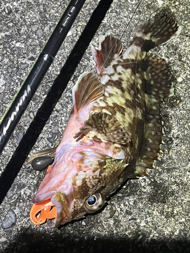 カサゴの釣果