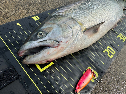 サクラマスの釣果