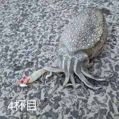 シリヤケイカの釣果