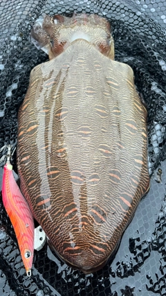 モンゴウイカの釣果