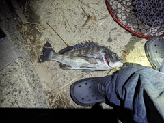 クロダイの釣果