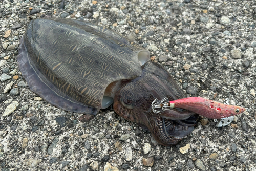 モンゴウイカの釣果