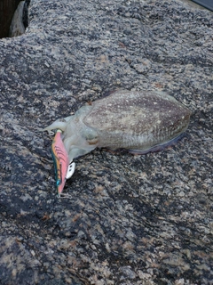 コウイカの釣果