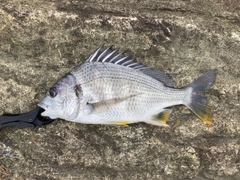 キビレの釣果