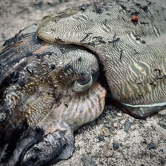 モンゴウイカの釣果