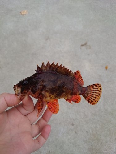 ヨロイメバルの釣果