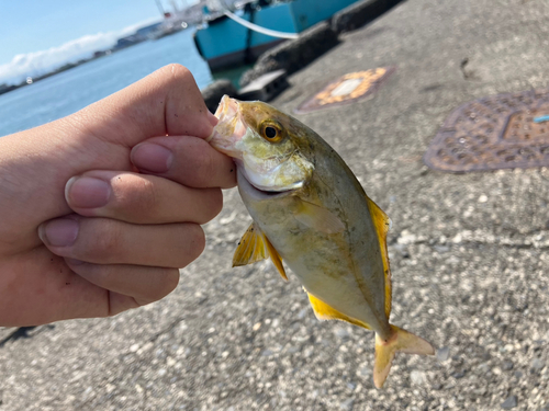 ショゴの釣果