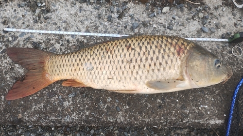 コイの釣果