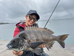 チヌの釣果