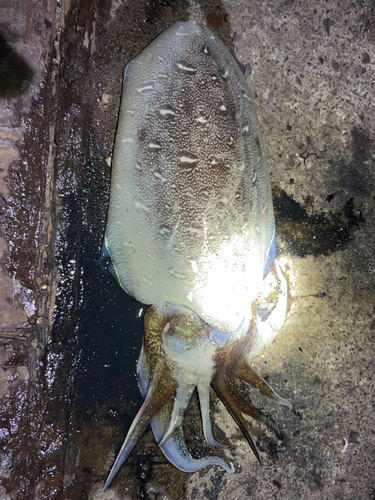 モンゴイカの釣果