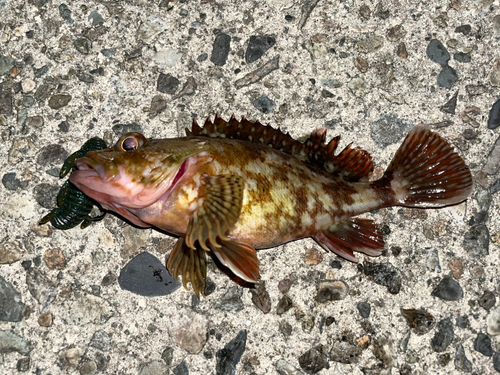 カサゴの釣果