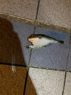クサフグの釣果
