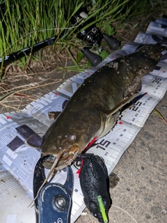 ナマズの釣果