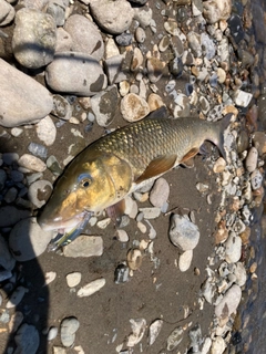 ニゴイの釣果