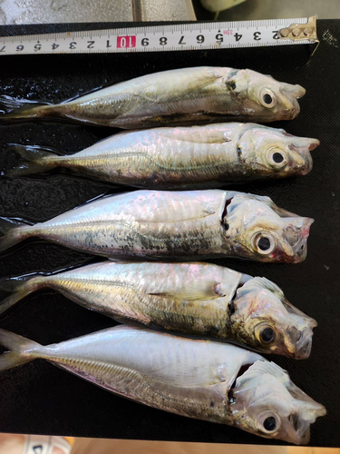 アジの釣果