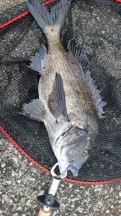 クロダイの釣果