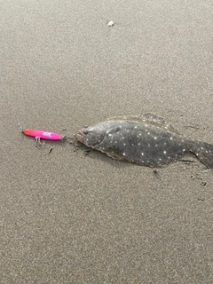 ソゲの釣果