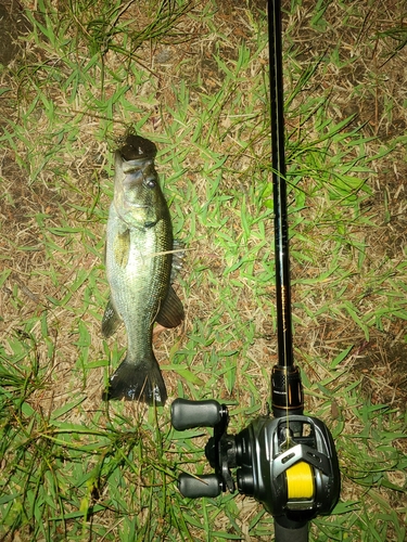 ラージマウスバスの釣果